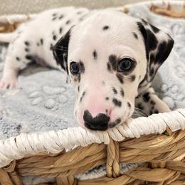 Dalmatian Puppies from Sarena Martinez