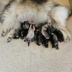 Boy 5 - male Keeshond puppy in Clackamas County, Oregon from Trillium Keeshonden