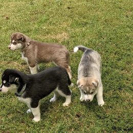 Siberian Husky Puppies from Rocket City Huskies