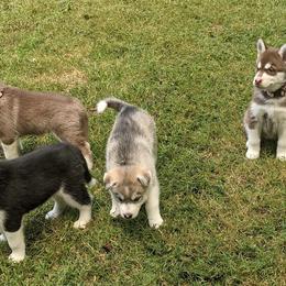 Siberian Husky Puppies from Rocket City Huskies