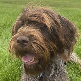 Emma - Wirehaired Pointing Griffon