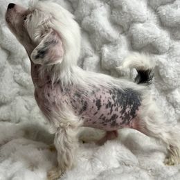 Chinese Crested Puppies from JJ’s Pawz and Clawz