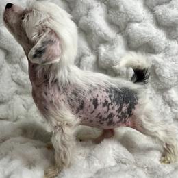 Chinese Crested Puppies from JJ’s Pawz and Clawz