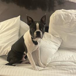 TOBY KEITH - Blue male Boston Terrier puppy in Anderson, South Carolina from Lola’s House of Bostons & Rescue