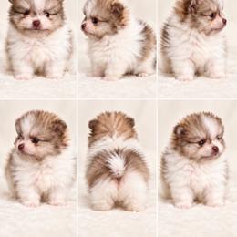 Gizmo - Beaver parti male Pomeranian puppy in El Paso, Texas from Texas quality pomeranians