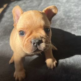 Boy 1  (Cliff) - Fawn male French Bulldog puppy in Vero Beach, Florida from Lazy Daisy