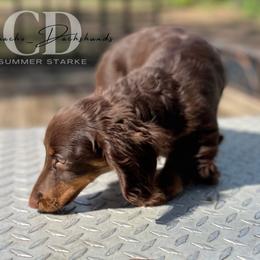 Dachshund Puppies from Camacho_Dachshunds