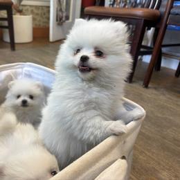 French Bulldog and Pomeranian Puppies from Heartfelt Kennels