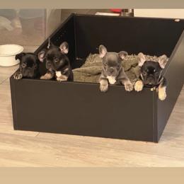 Sold - Black and tan female French Bulldog puppy in Kansas City, Missouri from Kingdom Cubz Kennel