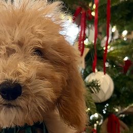 Sheepadoodles from Real Doodles of OC