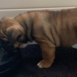 Bulldogs from Carinda's Bulldogs