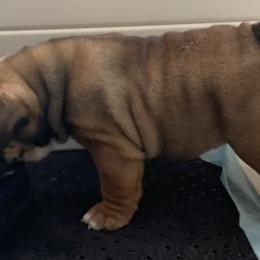 Bulldogs from Carinda's Bulldogs