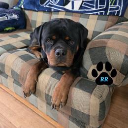 Arktouse - Rottweiler