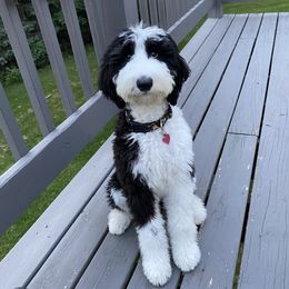 Ethel - Sheepadoodle