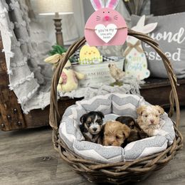 Yorkshire Terrier Puppies from Thomas Valley Yorkies