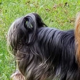 Yorkshire Terriers from Enchanting