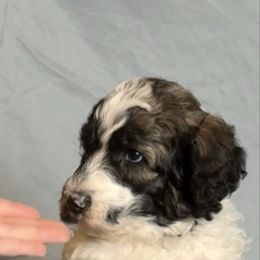 Calyx - Black and white male Sheepadoodle puppy in Chesapeake, Virginia from Doodle-Cove