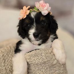 Betty - Black female Double Doodle puppy in Prescott Valley, Arizona from Ramirez Family Doodles