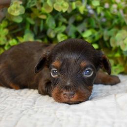 Chevy - Brown white and tan male Cockapoo puppy in Ellensburg, Washington from Dawn to Dusk Cockapoos