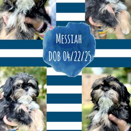 Messiah - Black and tan male Shih Tzu puppy in Lufkin, Texas from Shih Tzu Knots