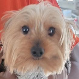 Lucky - Yorkshire Terrier