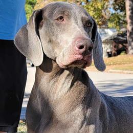 Weimaraner All Grown Up from Desert Rose Weimaraners