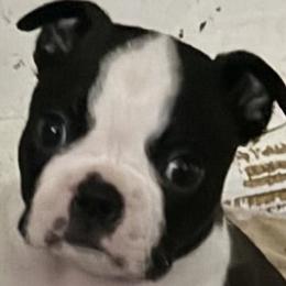 Hank - Brindle and white male Boston Terrier puppy in Huson, Montana from Lone Spur Boston’s