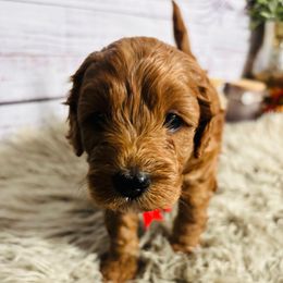 Bernard - Red male Cavapoo puppy in Nixa, Missouri from Davis Family Doodles
