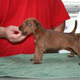 Irish Terrier Puppies from Geordan Irish Terriers