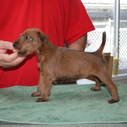 Irish Terrier Puppies from Geordan Irish Terriers
