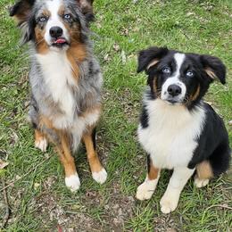 Australian Shepherd Puppies from Gypsy River Aussies