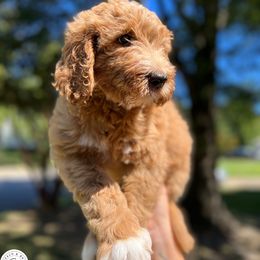 Rolo - Orange Boy - Apricot Goldendoodle puppy in Virginia from Beach and Bay Dog Co