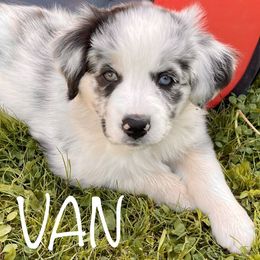 Australian Shepherd Puppies from Bedtime Story Australian Shepherds