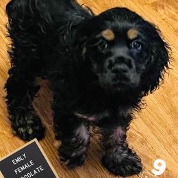 Cocker Spaniel Puppies from Angelic Cocker’s