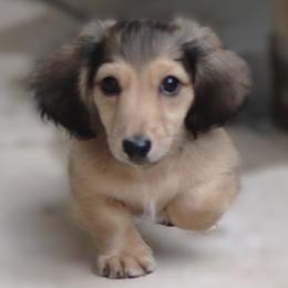 Atlas - Cream male Dachshund puppy in Azle, Texas from American Dachshunds