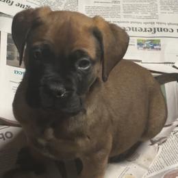 Romeo - Red male Bullmastiff puppy in South Attleboro, Massachusetts from Bessettes Bullies