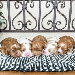 Goldendoodle puppies from Rocky Ridge Ranch