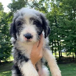 Bordoodle Puppies from Borders of Eby Eden