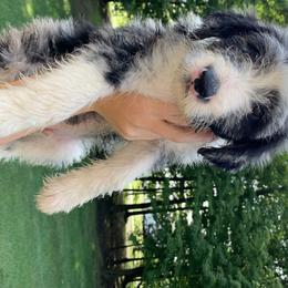 Bordoodle Puppies from Borders of Eby Eden