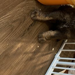 German Shorthaired Pointers and Labradoodles from Shining D Ranch