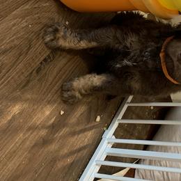 German Shorthaired Pointers and Labradoodles from Shining D Ranch