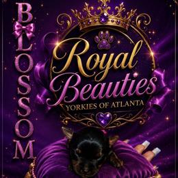 Blossom - Black and tan female Yorkshire Terrier puppy in Atlanta, Georgia from Royal Beauties Yorkies of Atlanta