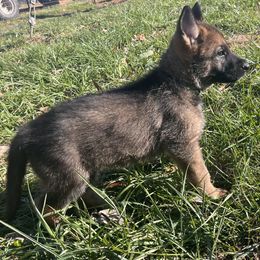 German Shepherd Puppies from Grassroots German Shepherds