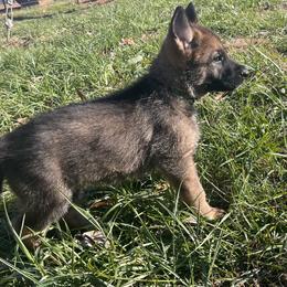German Shepherd Puppies from Grassroots German Shepherds
