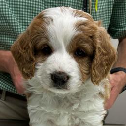 Dill - male Golden Mountain Doodle puppy in Travelers Rest, South Carolina from Bailey Mountain Doodles