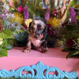 Pillow - Dapple female Dachshund puppy in Wills Point, Texas from Duck Creek Farm