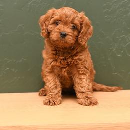 Female 1 - Apricot female Cavapoo puppy in Port Orange, Florida from Royal doodles of Florida