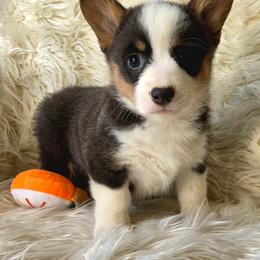 Red collar male - Blue male Pembroke Welsh Corgi puppy in Wayne City, Illinois from Lash Livestock & Corgis