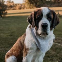 Saint Berdoodles from Brush Creek Shop, L.L.C