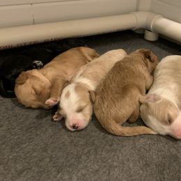 Aussiedoodles from Sully Doodles